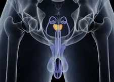 The Anatomy of the Prostate