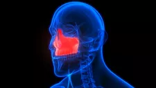 The Anatomy of the Maxilla