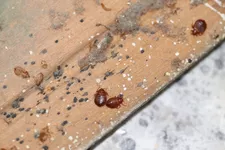 Scabies đấu với. Bedbugs: Có sự khác biệt nào?