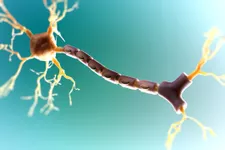 Hàm và mục đích của Myelin