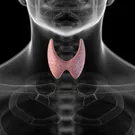 How the Thyroid Gland Functions