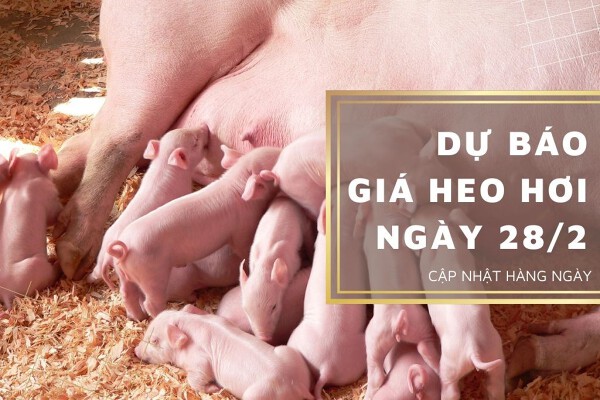 Dự báo giá heo hơi ngày 28/2: Các địa phương tăng giảm không đồng nhất?