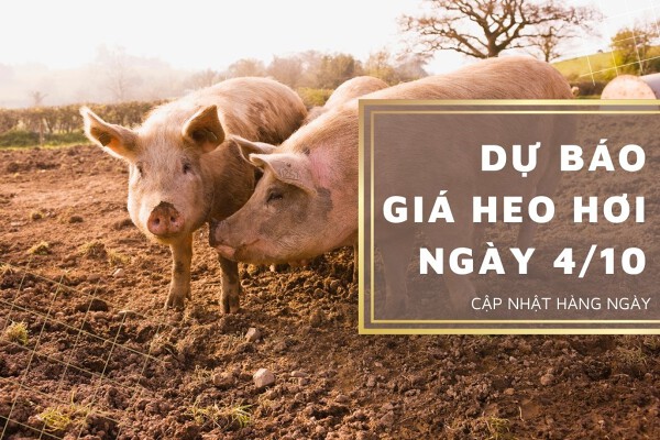 Dự báo giá heo hơi ngày 4/10: Các địa phương tiếp tục điều chỉnh giảm?