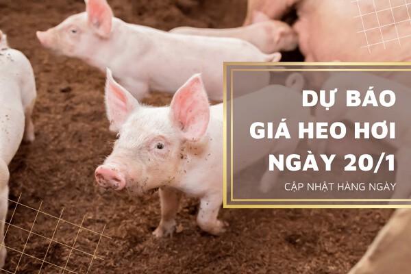 Dự báo giá heo hơi ngày 20/1: Duy trì tăng tại nhiều tỉnh, thành?