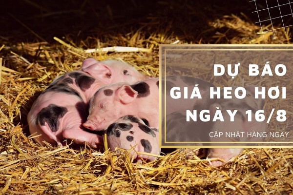 Ngày 16/8, dự báo giá heo hơi tiếp tục đi ngang ở nhiều địa phương?