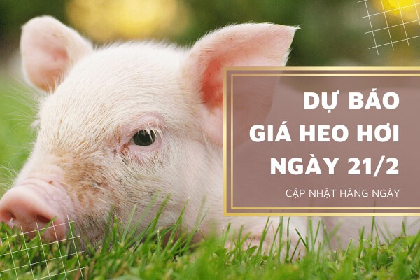 Dự báo giá heo hơi ngày 21/2: Duy trì giảm tại nhiều tỉnh, thành?