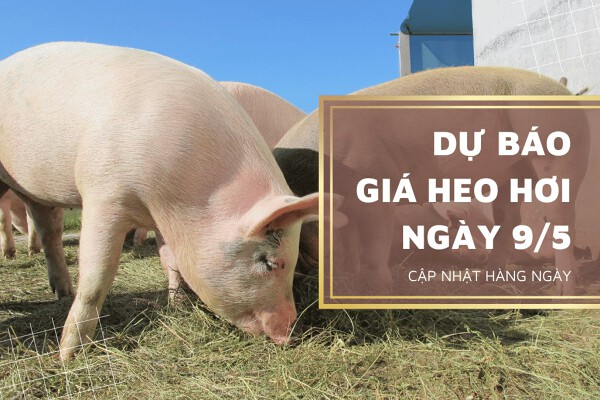 Dự báo giá heo hơi ngày 9/5, các địa phương tiếp tục điều chỉnh tăng?