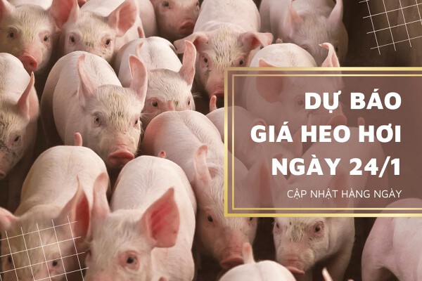 Dự báo giá heo hơi ngày 24/1: Duy trì tăng tại nhiều tỉnh, thành?