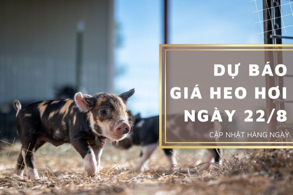 Dự báo giá heo hơi ngày 22/8 duy trì xu hướng đi ngang ở nhiều địa phương?