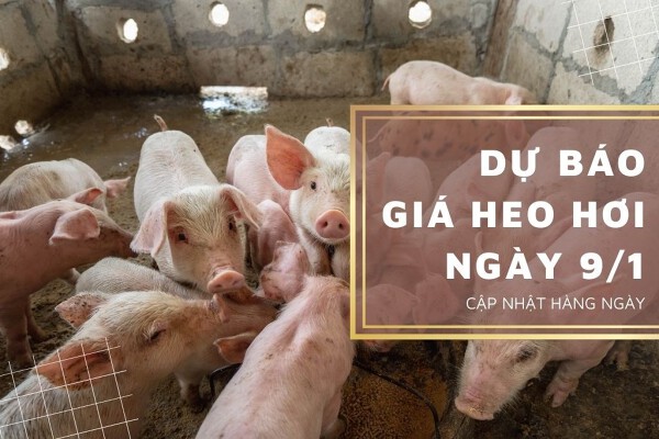 Dự báo giá heo hơi ngày 9/1: Các địa phương tăng giảm không đồng nhất?