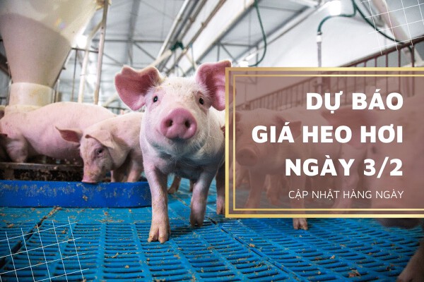 Dự báo giá heo hơi ngày 3/2: Các địa phương điều chỉnh tăng?