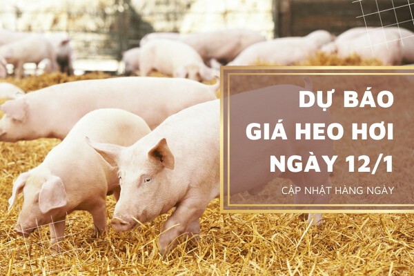 Dự báo giá heo hơi ngày 12/1: Tăng giảm trái chiều ở các địa phương?