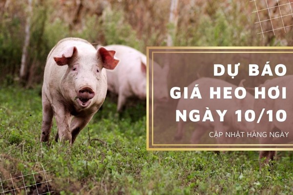 Dự báo giá heo hơi ngày 10/10: Các địa phương tiếp tục điều chỉnh giảm?