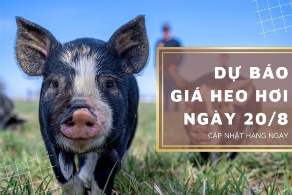 Dự báo giá heo hơi ngày 20/8 vẫn duy trì đứng yên ở nhiều nơi?