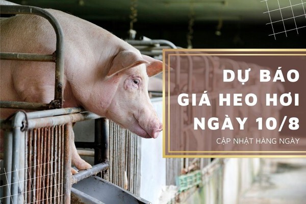 Dự báo giá heo hơi ngày 10/8 giảm tại nhiều địa phương?