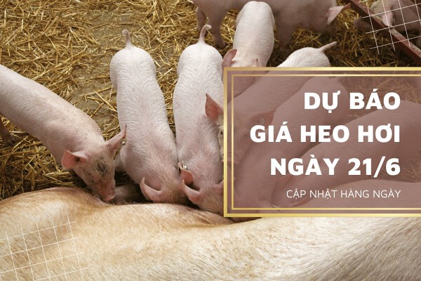 Dự báo giá heo hơi ngày 22/6 duy trì xu hướng giảm?