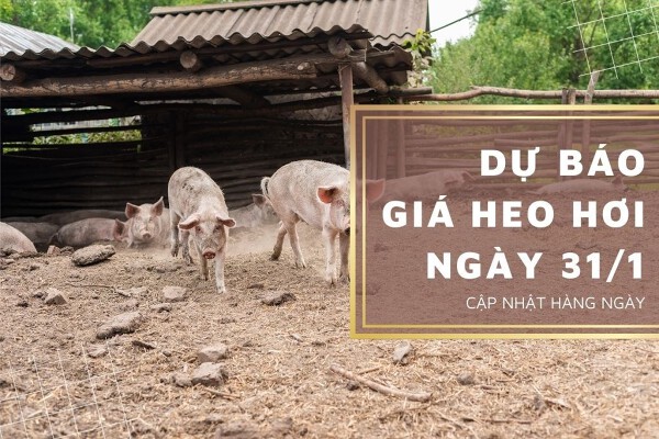 Dự báo giá heo hơi ngày 31/1: Thị trường tiếp đà tăng trên diện rộng?