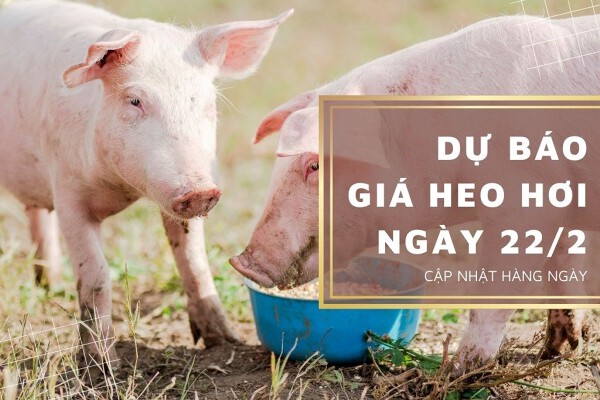 Dự báo giá heo hơi ngày 22/2: Điều chỉnh trái chiều ở nhiều địa phương?