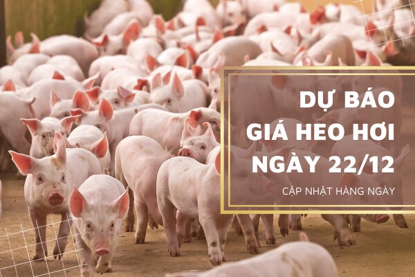 Dự báo giá heo hơi ngày 23/12: Duy trì tăng tại nhiều tỉnh, thành?