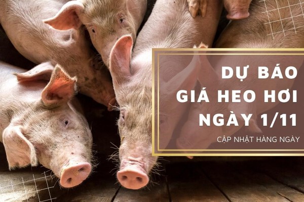 Dự báo giá heo hơi ngày 1/11: Các địa phương điều chỉnh trái chiều?