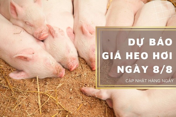 Dự báo giá heo hơi ngày 8/8 duy trì ổn định ở nhiều địa phương?