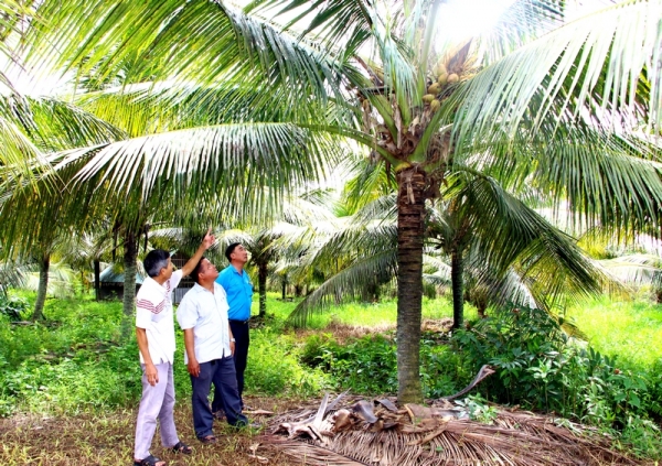 Hiệu quả từ mô hình trồng dừa Mã Lai