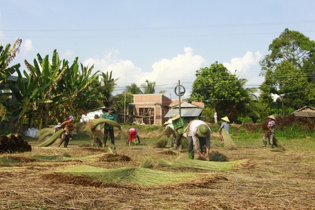 Mùa hạn, mặn: Thu nhập ổn định nhờ cây lác