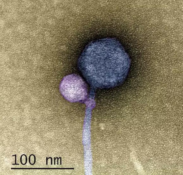 Phát hiện vi rút 'ma cà rồng' săn các loại vi rút khác để tự nhân lên