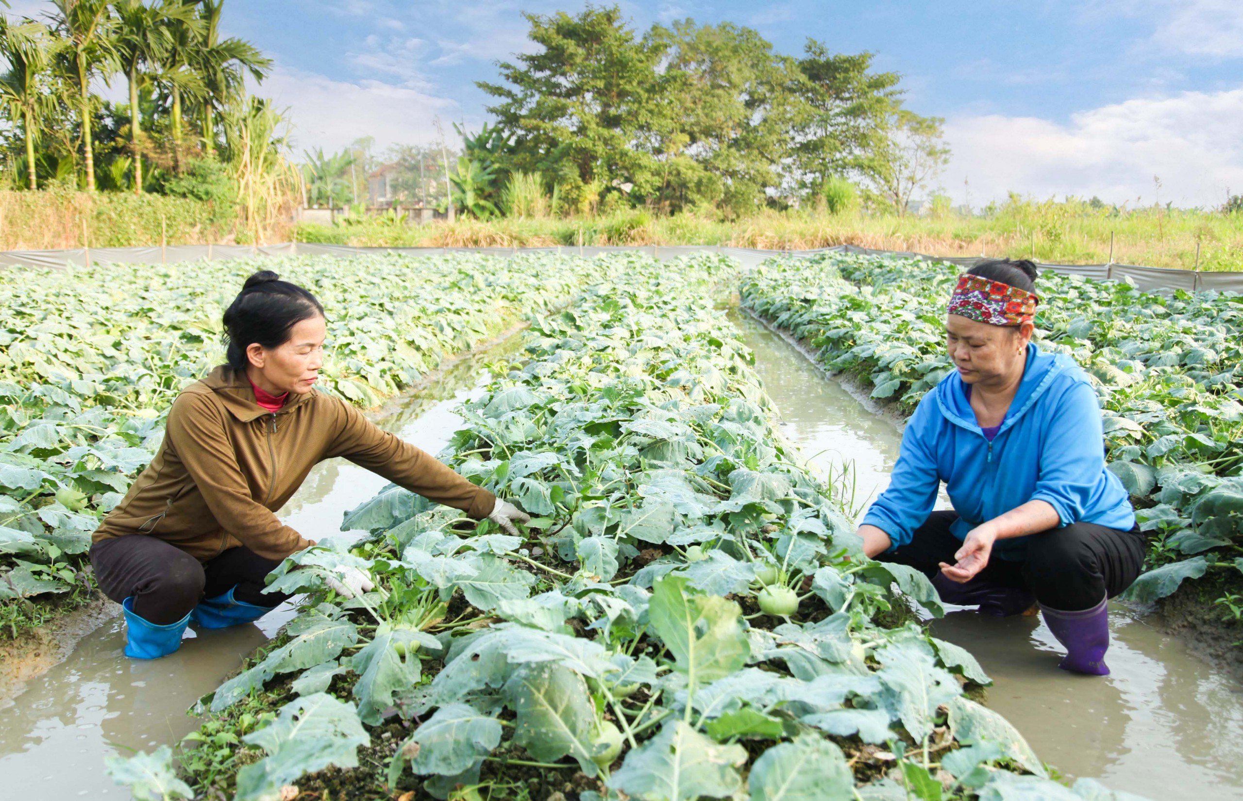 Chuẩn bị nguồn rau an toàn cung ứng dịp Tết Nguyên đán