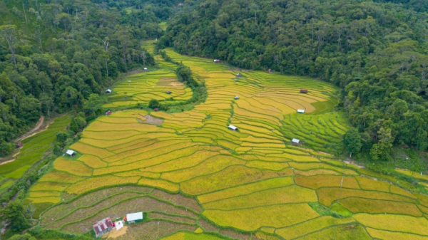 Mùa vàng trên ruộng bậc thang Măng Đen