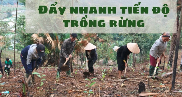 Đẩy mạnh tiến độ thực hiện kế hoạch trồng rừng và trồng cây phân tán