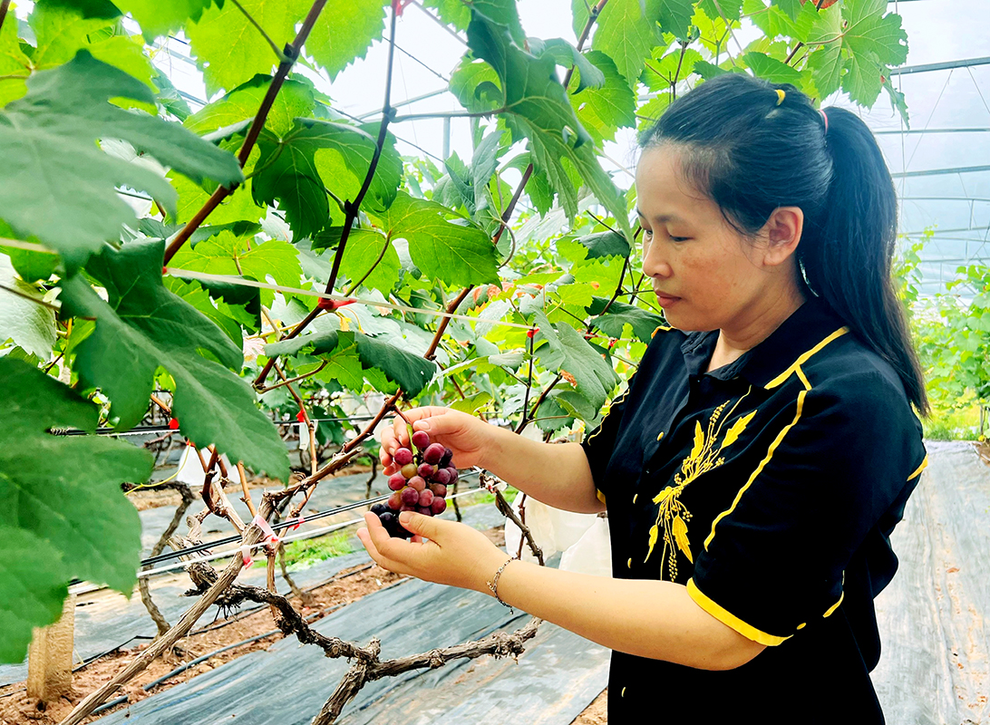 Đưa nông sản sạch đến người tiêu dùng