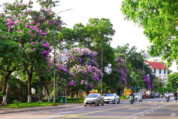 Sắc tím bằng lăng