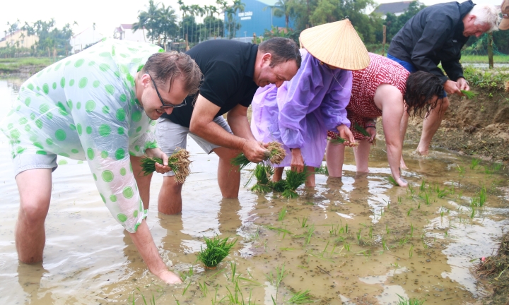 Ông Tây bà Đầm đội mưa lội bùn tát nước, cưỡi trâu cày ruộng, cấy lúa ở Hội An 0