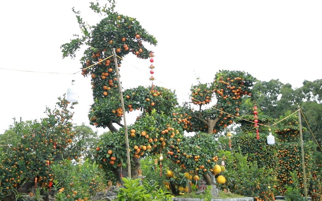 Hưng Yên: Cây tạo dáng hình rồng độc, lạ đón Tết Giáp Thìn