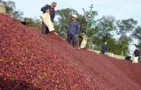 Giá cà phê tăng cao kỷ lục