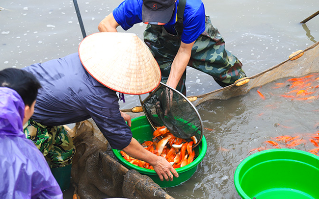 Làng nghề nuôi cá chép đỏ nhộn nhịp trước ngày ông Công, ông Táo