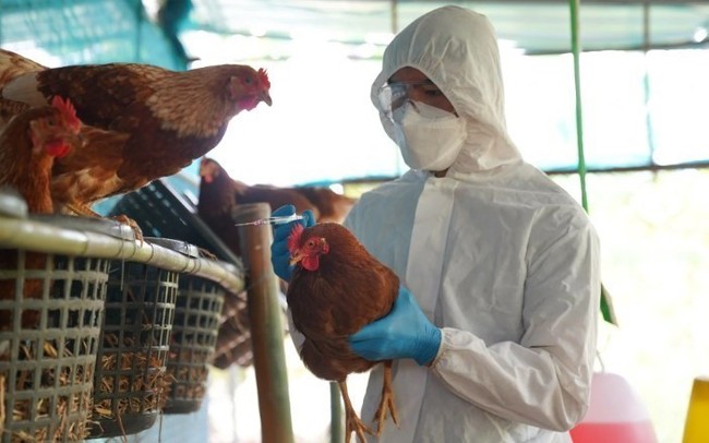 Lào phát hiện dịch cúm gia cầm H5N1