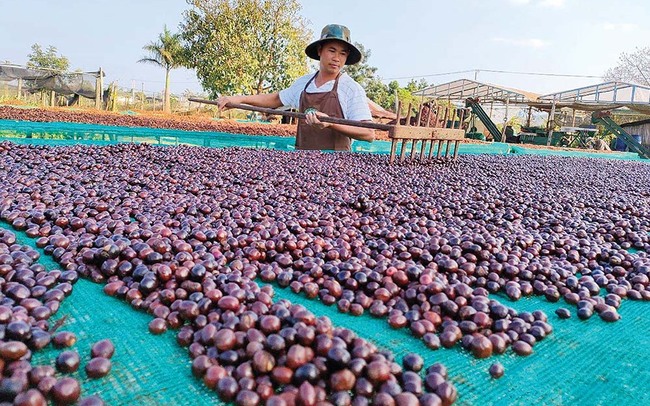 Sản xuất cà phê theo hướng xanh, bền vững