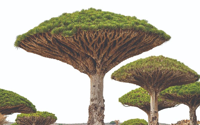 Socotra: Hòn đảo của những điều thú vị