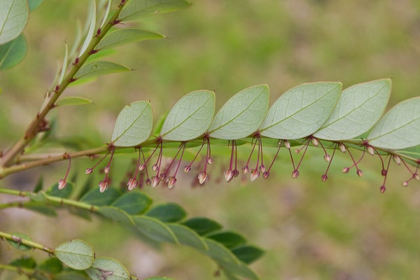 The Feds Are Trying to Get Plants to Mine Metal Through Their Roots