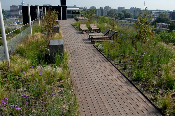 Green Roofs rất tuyệt. Name