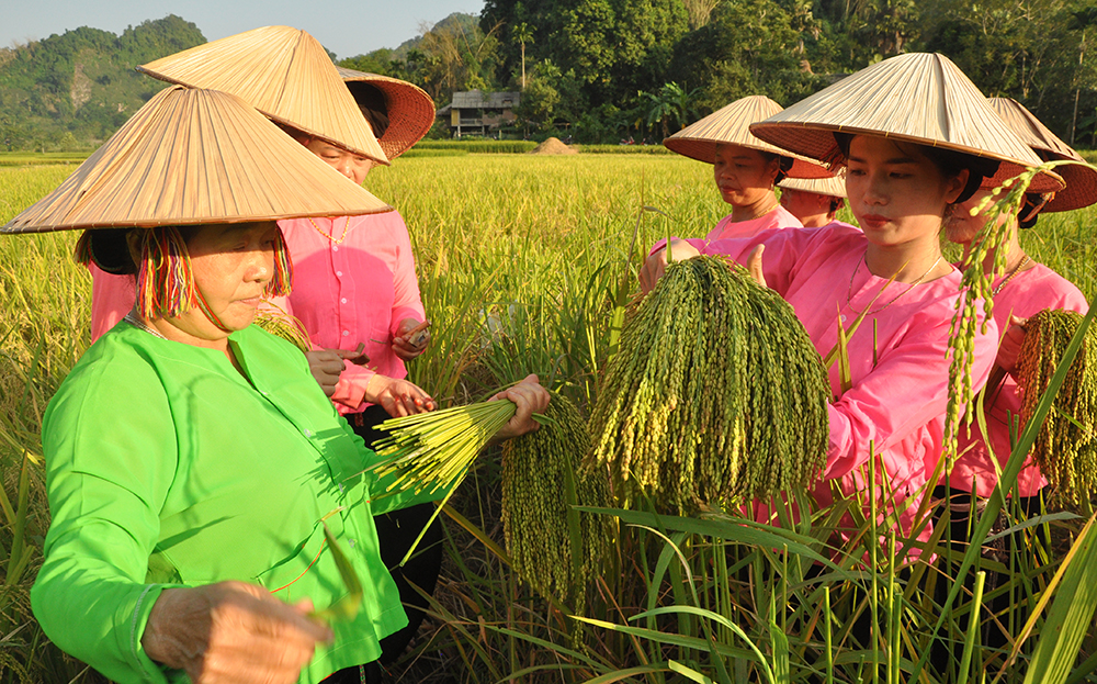 Lục Yên chủ động, linh hoạt, sáng tạo thực hiện nghị quyết - Bài cuối: Những miền quê đổi mới