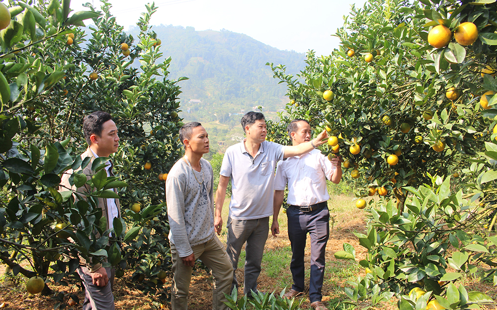 “Giải cứu” vùng cây ăn quả có múi ở Văn Chấn