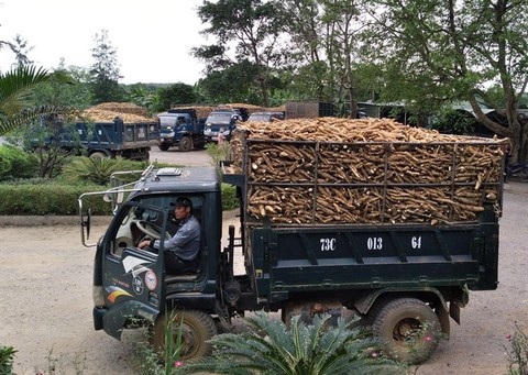 VN eyes $2 bilion in cassava export on China’s import demand