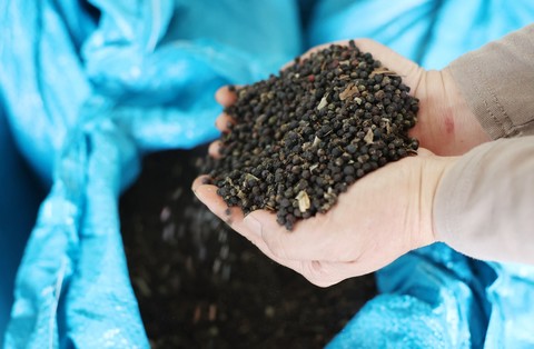 Việt Nam pepper exports to top $1 billion this year