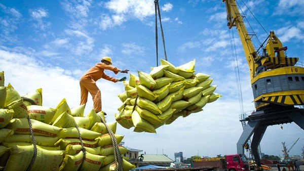 Xuất khẩu tăng trưởng tốt, giá gạo cao, vì sao một số doanh nghiệp ngành gạo vẫn lỗ?