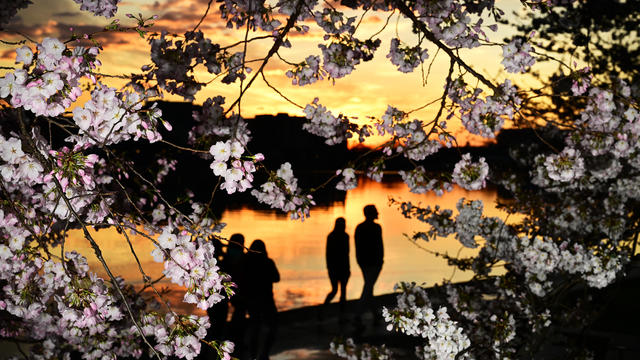 D.C.'s cherry blossoms hit peak bloom at earliest date in 20 years