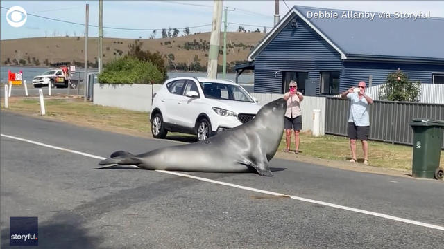 Hải cẩu Neil tạo dáng trên đường phố Tasmania