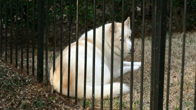 How a Texas dog found a new beginning